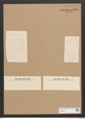 Diatomeae indet. Zeichnungen Sammlung Grunow Nr. 2595 (NHMW-BOT-W0369787)